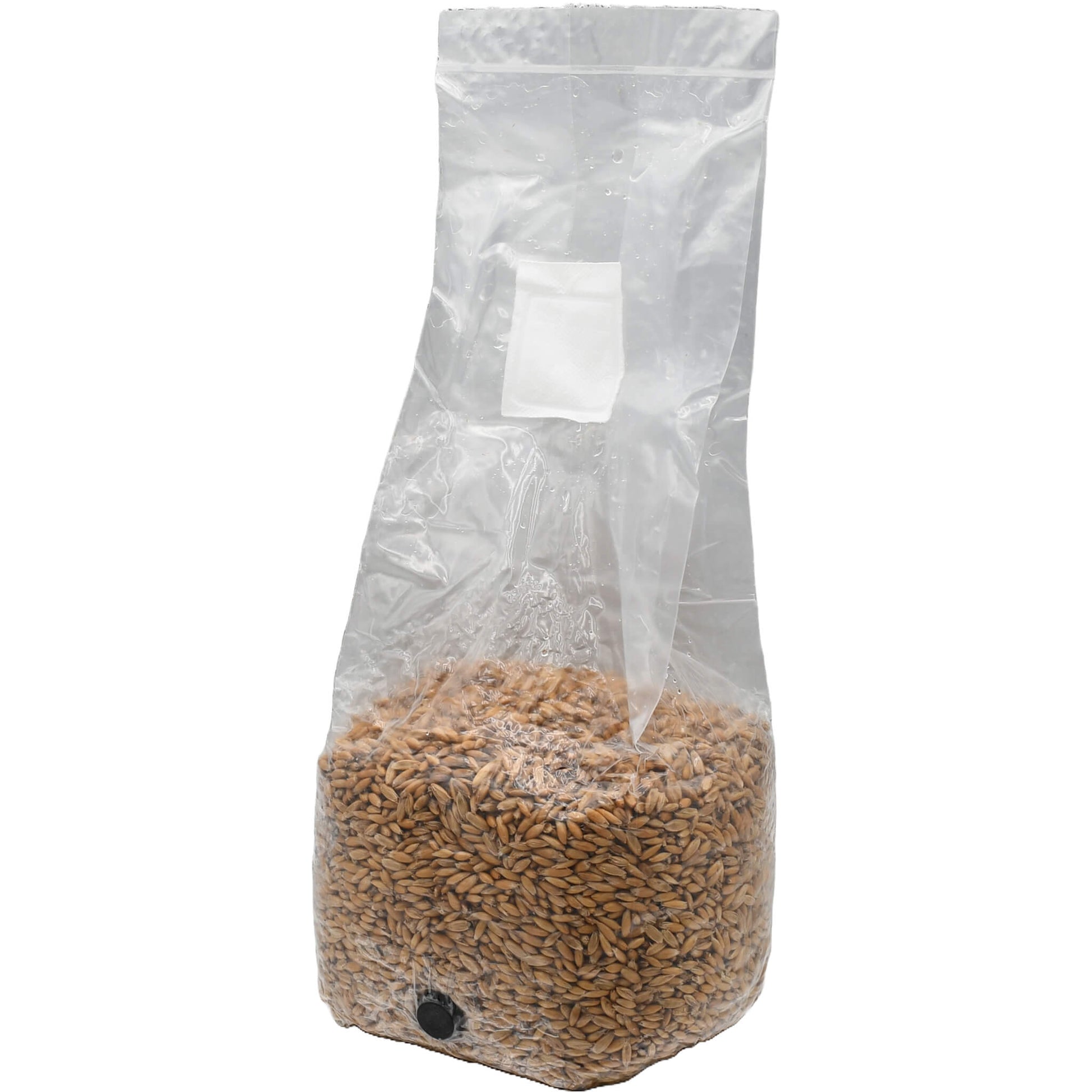 3 pound grow bag of whole oats mushroom substrate standing facing left