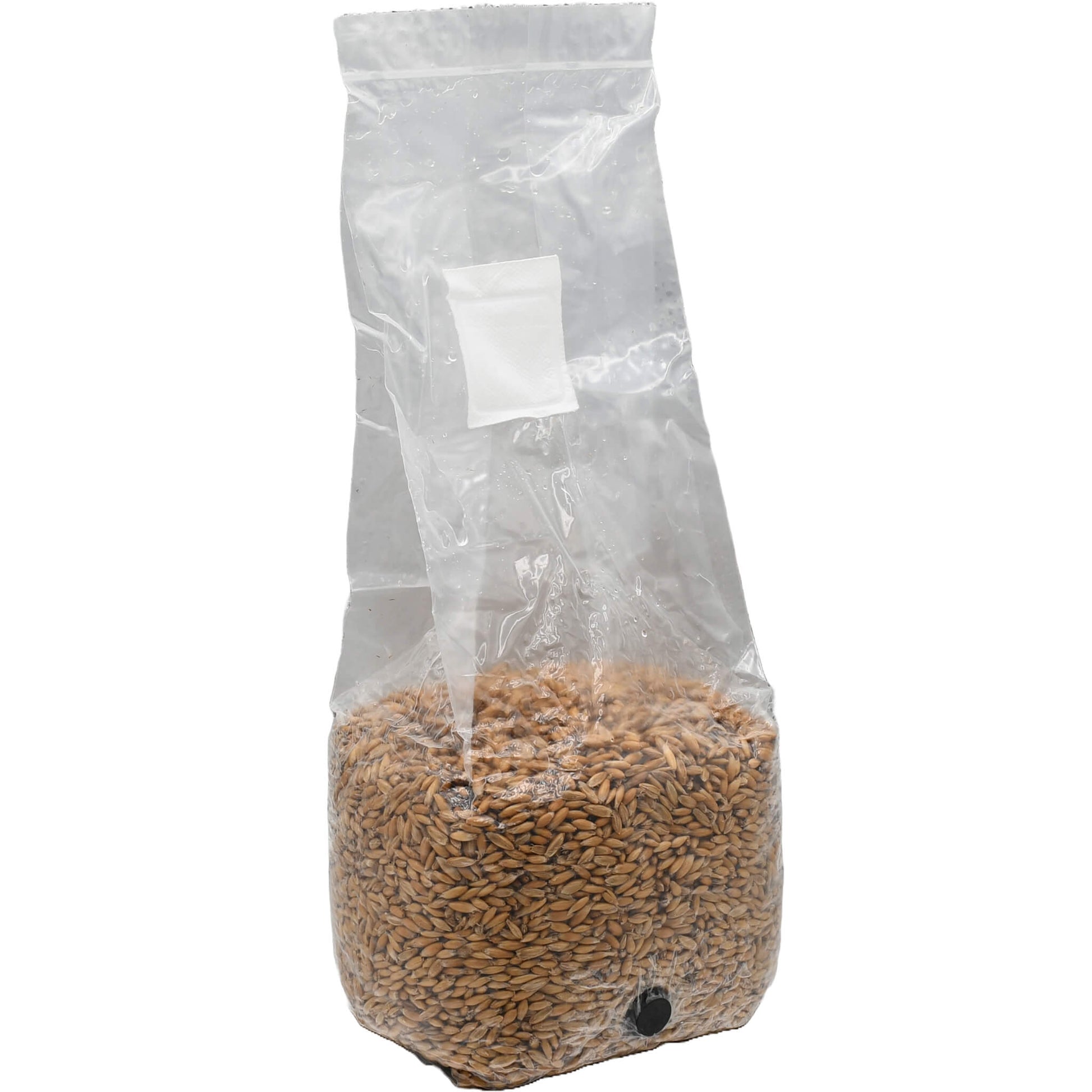 3 pound grow bag of whole oats mushroom substrate standing facing right