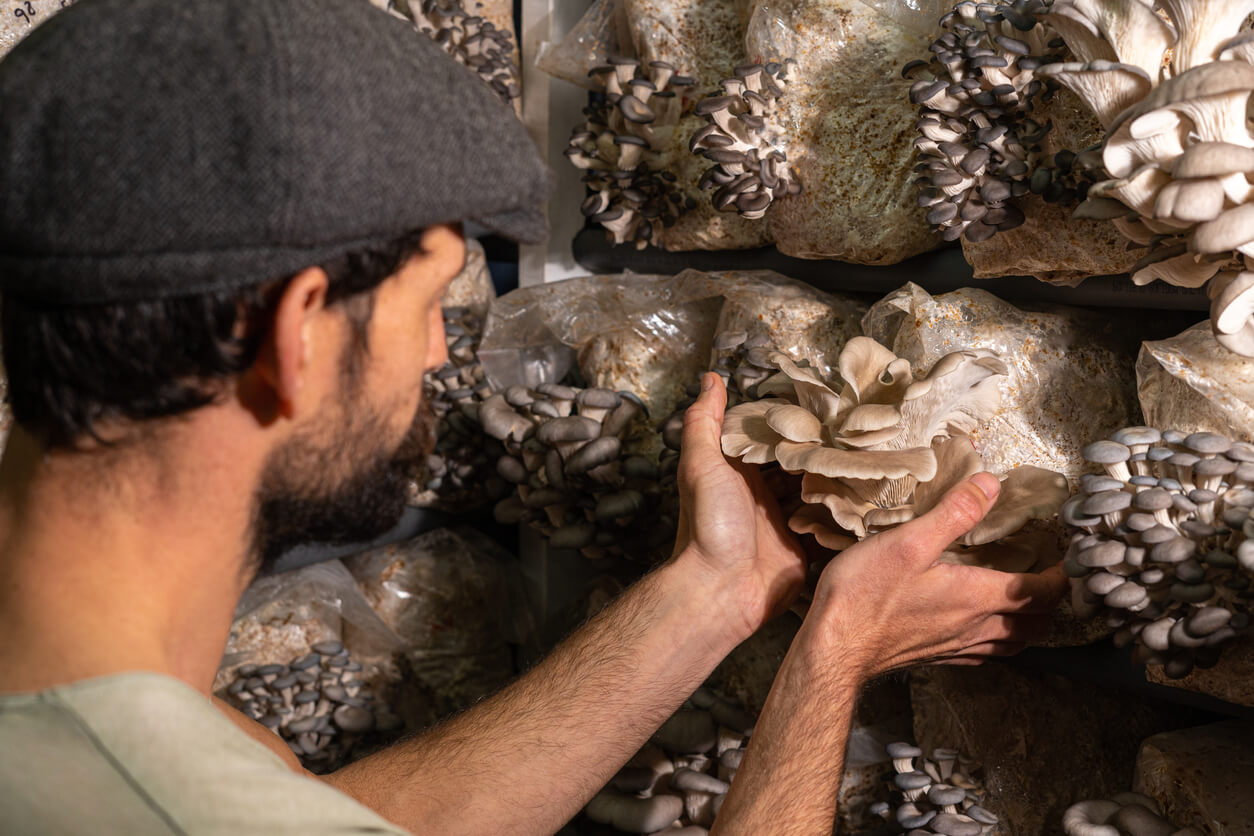 man holding mushroom substrate bag growing oyster mushrooms