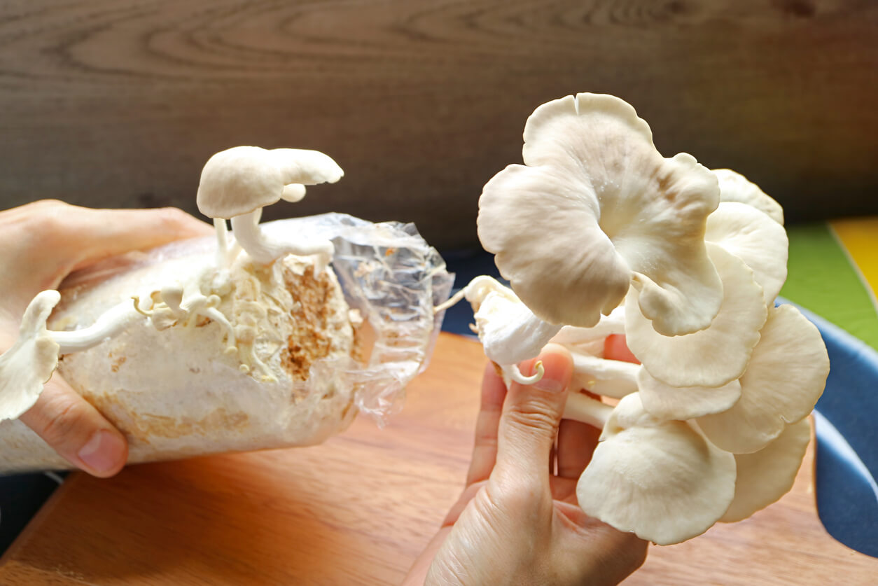 picking oyster mushroom from a mushroom substrate bag