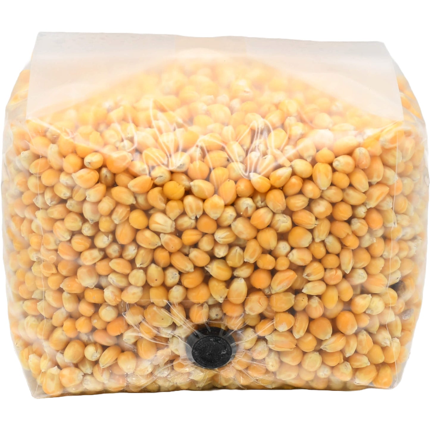 3 pound grow bag of popcorn mushroom substrate folded facing forward