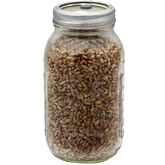 1 quart jar of rye berry mushroom substrate