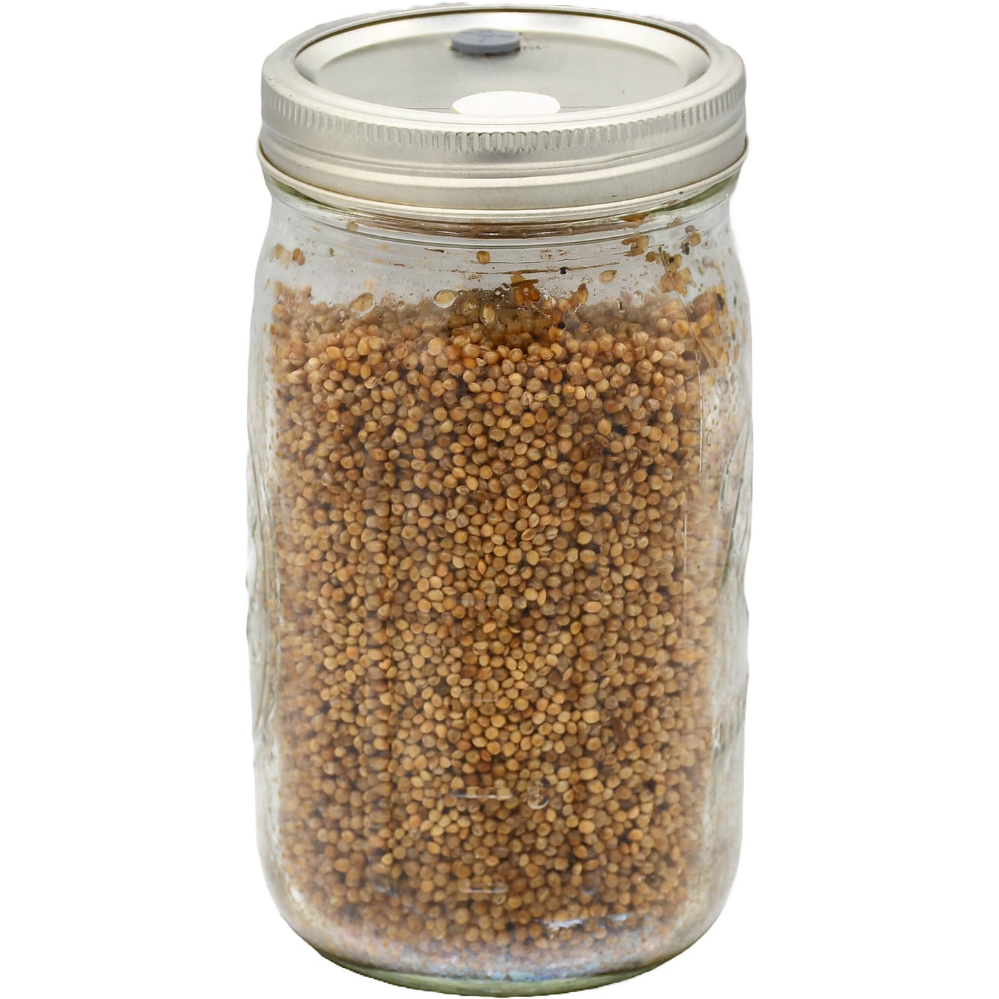 1 quart jar of white millet mushroom substrate