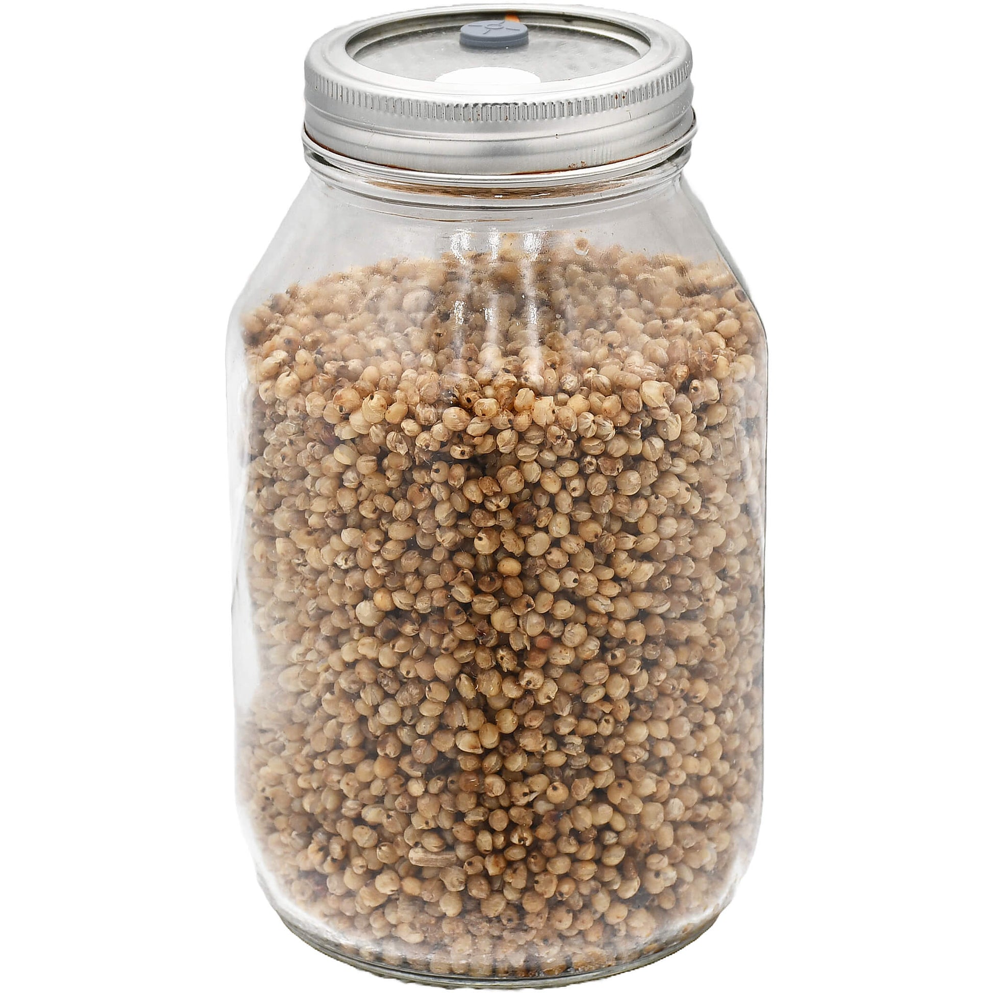 1 quart jar of white milo mushroom substrate